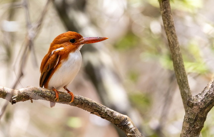 Martin-pêcheur malgache Corythornis madagascariensis - Madagascar Pygmy Kingfisher