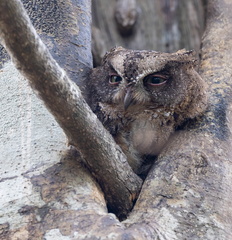 Petit-duc malgache Otus rutilus - Rainforest Scops Owl