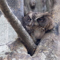 Petit-duc malgache Otus rutilus - Rainforest Scops Owl
