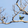 Colombar maïtsou Treron australis - Madagascar Green Pigeon