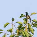 Souimanga malgache Cinnyris sovimanga - Souimanga Sunbird
