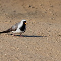 Tourterelle masquée Tourtelette masquée Oena capensis - Namaqua Dove