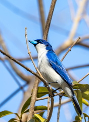 Artamie azurée Cyanolanius madagascarinus - Madagascar Blue Vanga