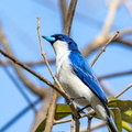 Artamie azurée Cyanolanius madagascarinus - Madagascar Blue Vanga