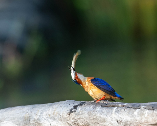 Martin-pêcheur vintsi Corythornis vintsioides - Malagasy Kingfisher
