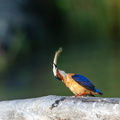 Martin-pêcheur vintsi Corythornis vintsioides - Malagasy Kingfisher