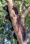 Lémur noir  Eulemur macaco
