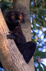 Lémur noir  Eulemur macaco