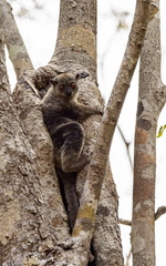 Daraina sportive lemur (Lepilemur milanoii)