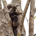  lépilémur  milanoï - Daraina sportive lemur (Lepilemur milanoii)
