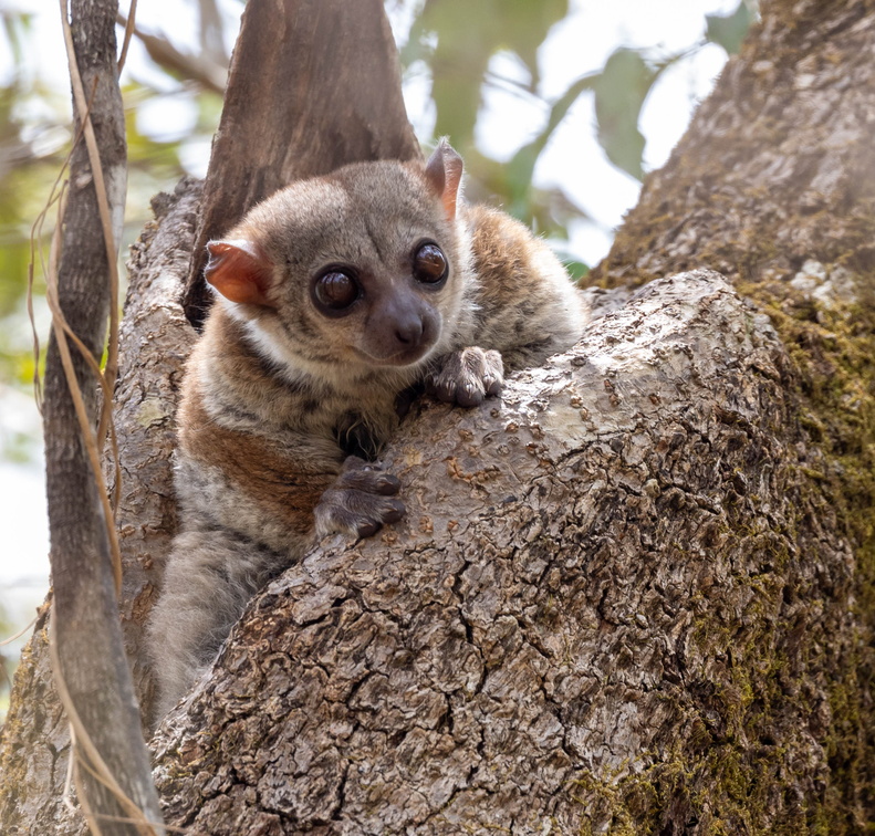 lépilémur de Milne-Edouard, Milne-Edwards' sportive lemur (Lepilemur edwardsi)