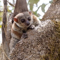 lépilémur de Milne-Edouard, Milne-Edwards' sportive lemur (Lepilemur edwardsi)