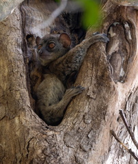 lépilémure d'Ankarana - Ankarana sportive lemur (Lepilemur ankaranensis)
