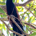 Coucal toulou Centropus toulou - Malagasy Coucal