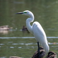 Grande Aigrette Ardea alba - Great Egret (plumage nuptial)