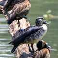 Dendrocygne veuf Dendrocygna viduata - White-faced Whistling et Canard à bosse Sarkidiornis melanotos - Knob-billed Duck Duck