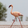 Flamant rose Phoenicopterus roseus - Greater Flamingo