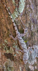 Lygodactylus heterurus