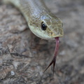 Serpent à groin blond - Madagascan Golden Hognose Snake (Leioheterodon modestus) 