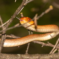 Madagascarophis colubrinus