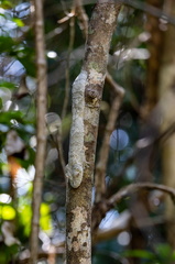 Uroplatus  Uroplates, Geckos à queue plate