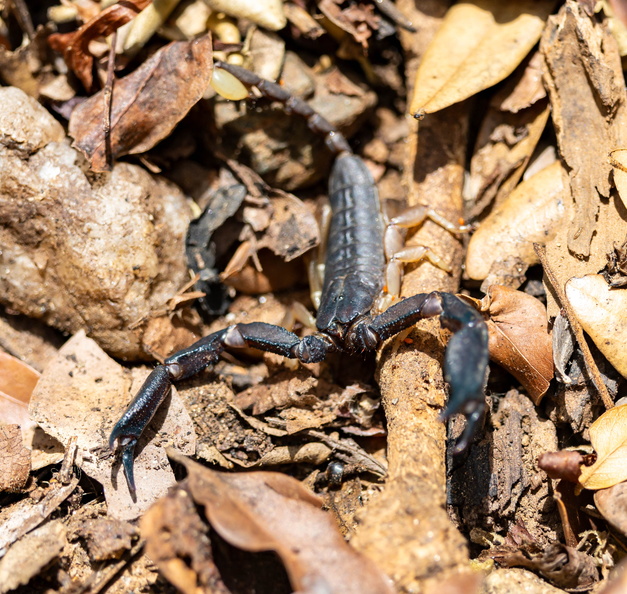 scorpion - Opisthacanthus madagascariensis