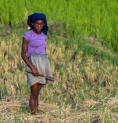 femme dans les rizières