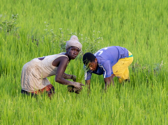 travailleurs dans les rizières