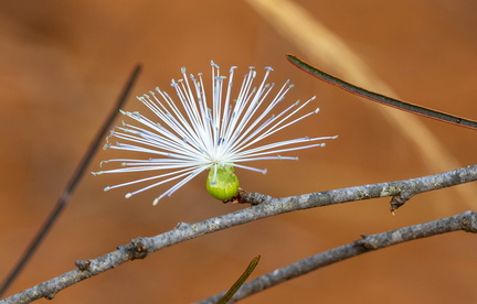 Thilachium angustifolium Fleur de Chroma sauvage Madagascar