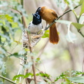 Tchitrec malgache Terpsiphone mutata - Malagasy Paradise Flycatcher
