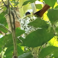  Tchitrec malgache Terpsiphone mutata - Malagasy Paradise Flycatcher