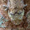 Uroplatus Uroplates, Geckos à queue plate