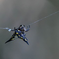  araignée gorbitèle - acrosomoides acrosomoides