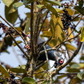 Founingo bleu Alectroenas madagascariensis - Madagascar Blue Pigeon