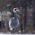 Grue à cou blanc Antigone vipio - White-naped Crane