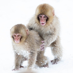 macaque japonais