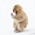 Macaque japonais  Macaca fuscata