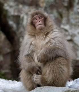 Macaque japonais  Macaca fuscata