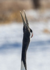 Grue du Japon Grus japonensis - Red-crowned Crane