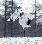 Grue du Japon Grus japonensis - Red-crowned Crane