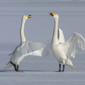 Cygne chanteur Cygnus cygnus - Whooper Swan