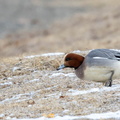 Canard siffleur Mareca penelope - Eurasian Wigeon