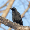 Grand Corbeau Corvus corax - Northern Raven