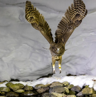 Kétoupa de Blakiston Grand-duc de Blakiston Ketupa blakistoni - Blakiston's Fish Owl