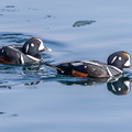 Arlequin plongeur Histrionicus histrionicus - Harlequin Duck