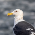 Goéland à manteau ardoisé Larus schistisagus - Slaty-backed Gull