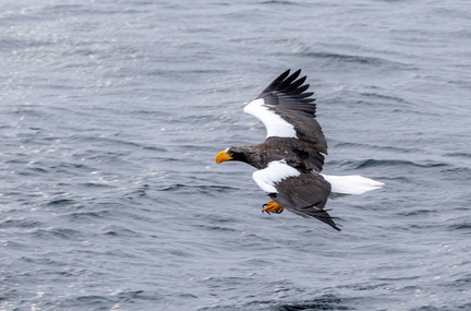 Pygargue de Steller Pygargue empereur Haliaeetus pelagicus - Steller's Sea Eagle