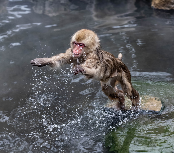 Macaque japonais Macaca fuscata