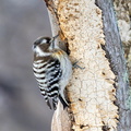Pic kisuki Yungipicus kizuki - Japanese Pygmy Woodpecker