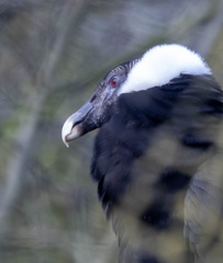 Condor des Andes Vultur gryphus - Andean Condor